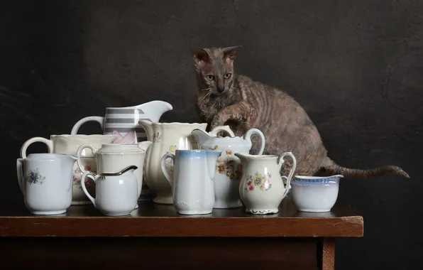 Cat, cat, pose, the dark background, table, paw, dishes, pitcher