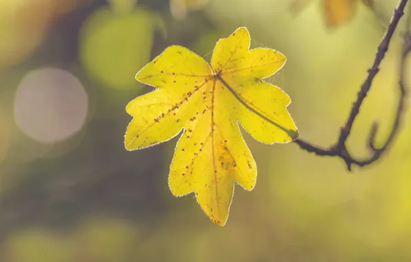 Picture autumn, leaf, sunny