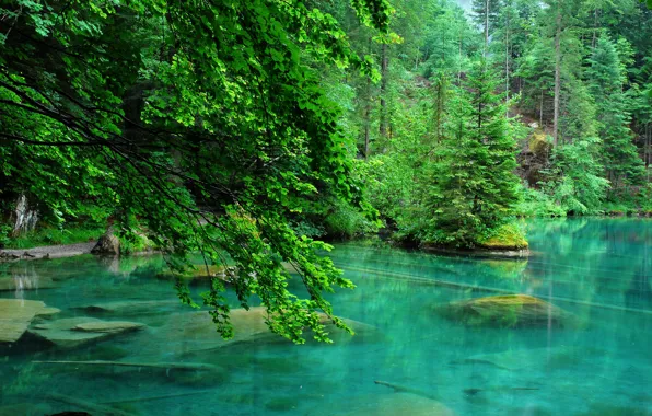 Picture forest, trees, lake, stones