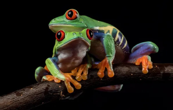 Picture look, macro, branches, pose, green, each, two, frog