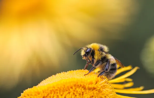 Flower, macro, light, yellow, bee, insect, bumblebee, yellow background