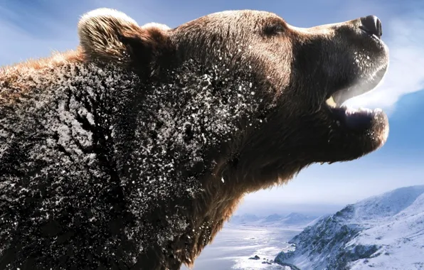 Picture snow, bear, Russia, roar