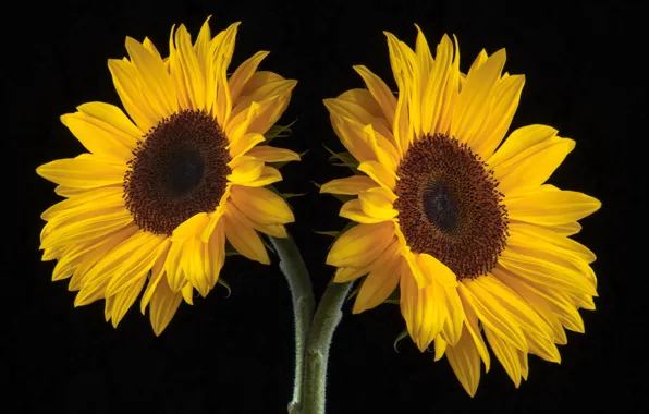 Flowers, plants, natura, bloom