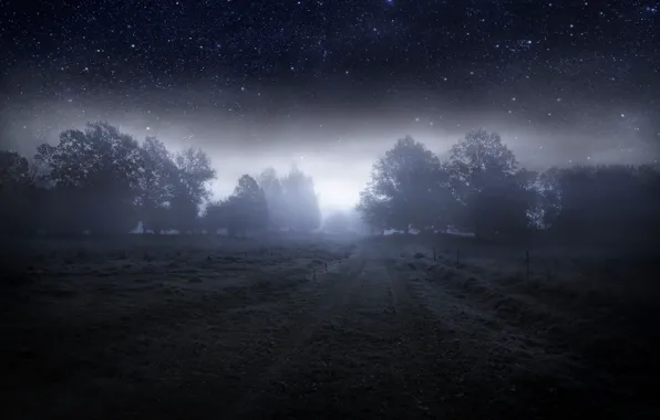 Stars, trees, night, fog