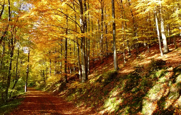 Forest, leaves, trees, trail, Autumn, forest, falling leaves, trees