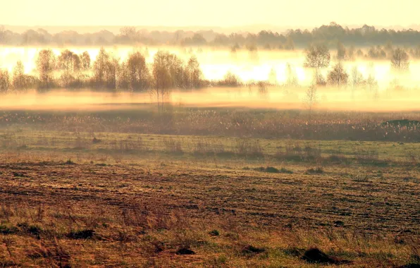 Field, landscape, nature, fog, morning