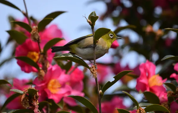 Light, flowers, branches, bird, spring, shadows, pink, flowering