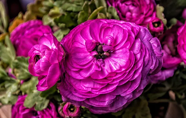 Flower, macro, flowers, bright, pink, lush, Ranunculus, Ranunculus