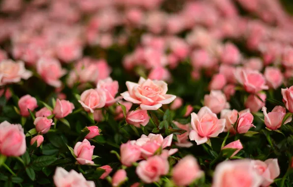 Picture roses, pink, buds, a lot