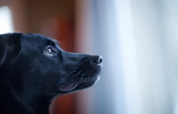 Face, Dog, black, looks