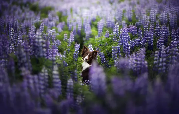 Look, nature, pose, dog, face