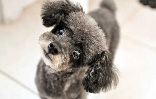 Look, background, dog