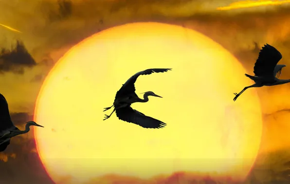 The sun, three, cranes, in flight