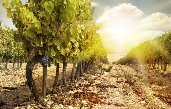 Landscape, nature, vineyard, bunches of grapes
