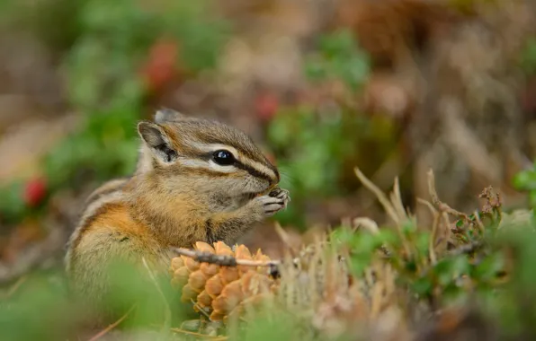 Picture nature, animal, Chipmunk, bump, rodent