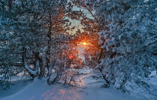 Picture winter, frost, snow, trees, sunset