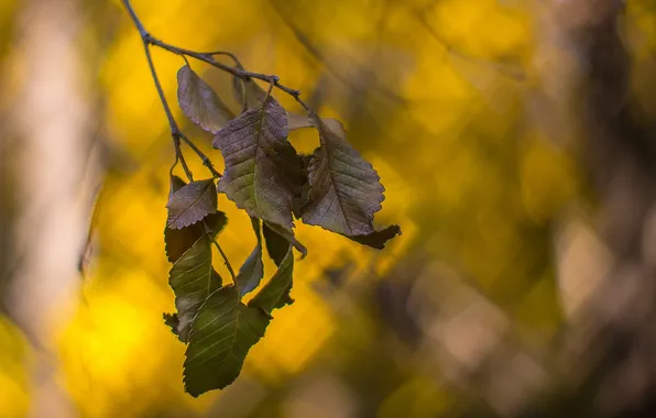 Autumn, leaves, bokeh