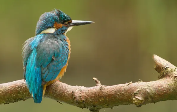 Branches, bird, color, beak, Kingfisher