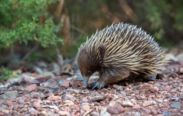 Branches, nature, pose, stones, nose, cub, echidna
