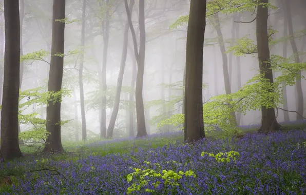 Forest, flowers, spring