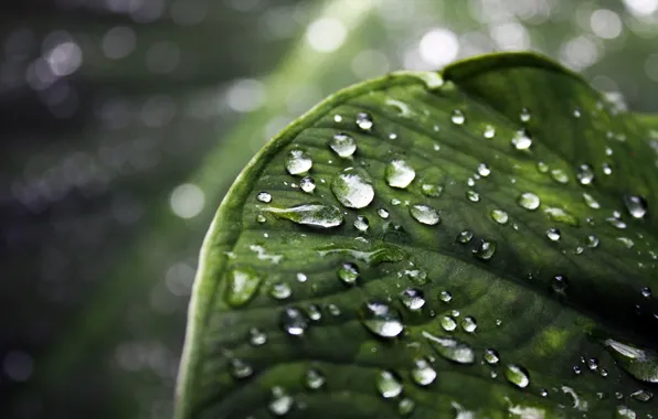 Drops, macro, leaf