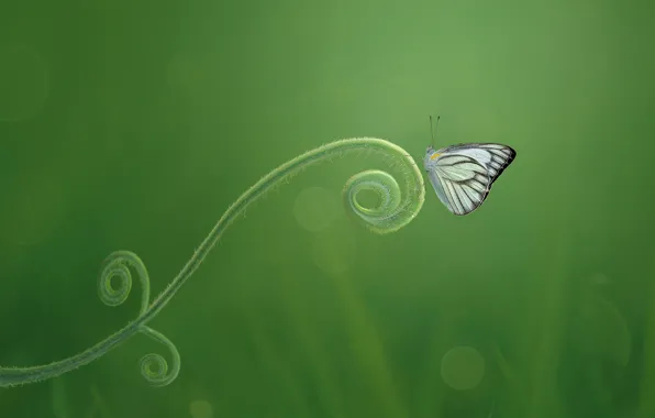 Macro, butterfly, green background