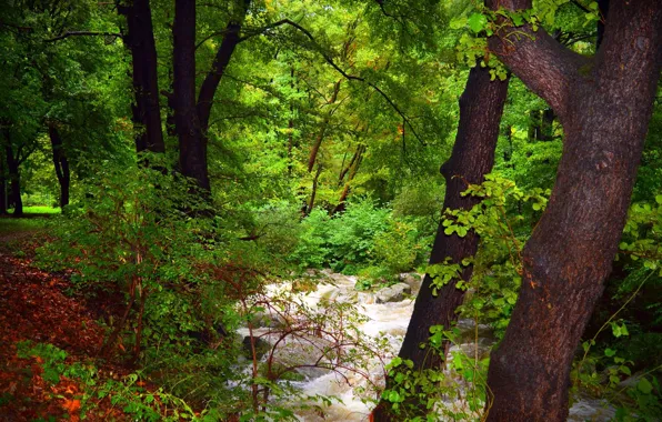 Stream, Forest, Nature, River, River, Forest