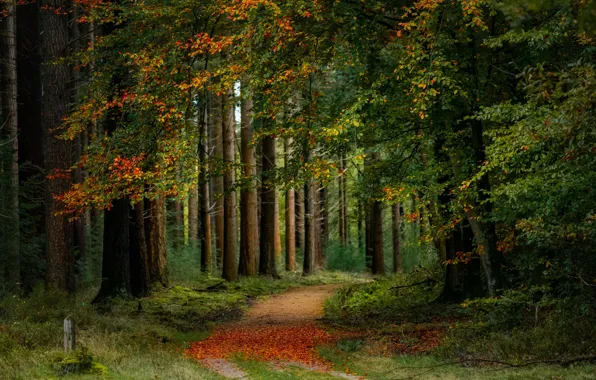 Picture road, autumn, forest, trees, Netherlands