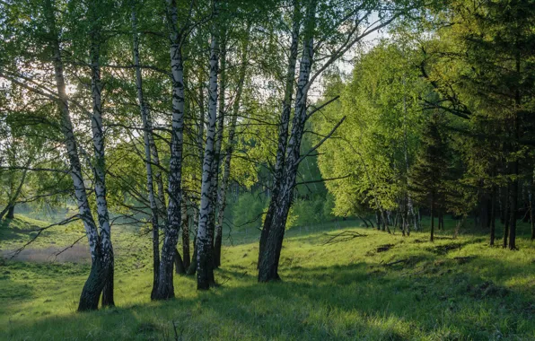 Forest, summer, trees, Russia, birch