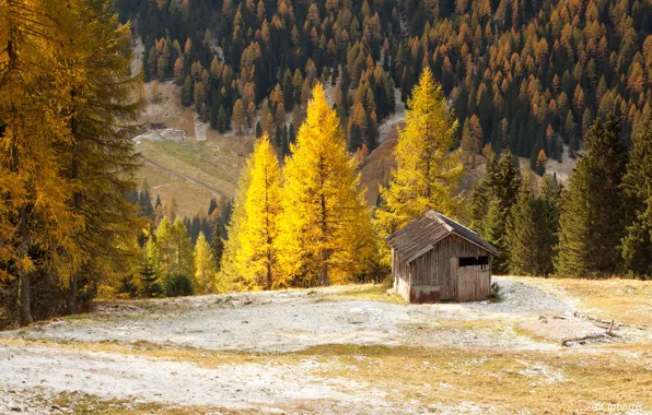 Autumn, forest, trees, mountains, yellow, Switzerland, house, hill