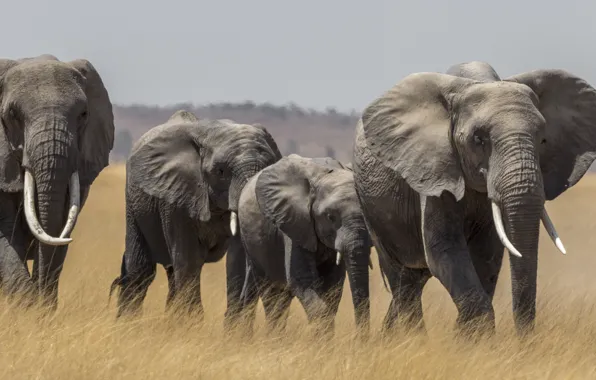 Savannah, Africa, elephants, the herd