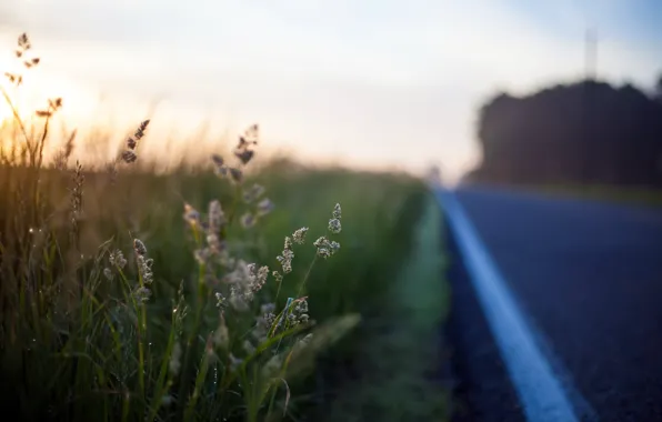 Picture road, grass, morning