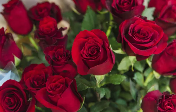Picture flowers, red, roses, bouquet