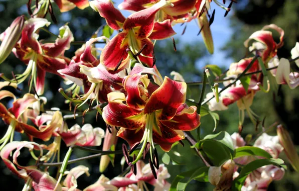 Light, flowers, stems, bright, Lily, red, flowerbed, a lot