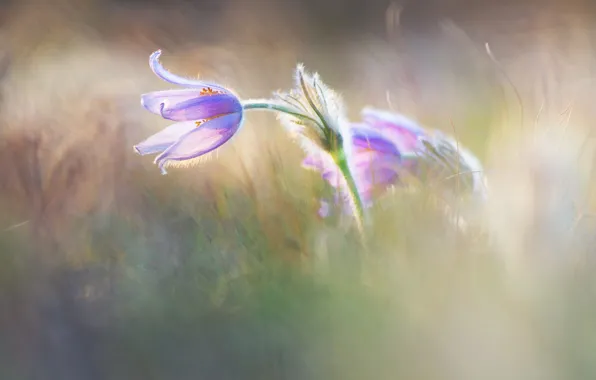 Grass, light, flowers, glade, blur, spring, light background, lilac