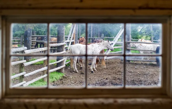 Picture horses, stable, window glass