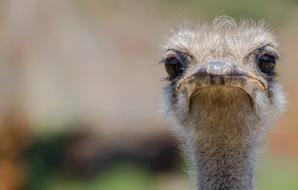Eyes, look, background, beak, ostrich