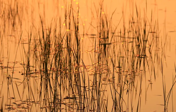 Grass, water, glare, pond, plant