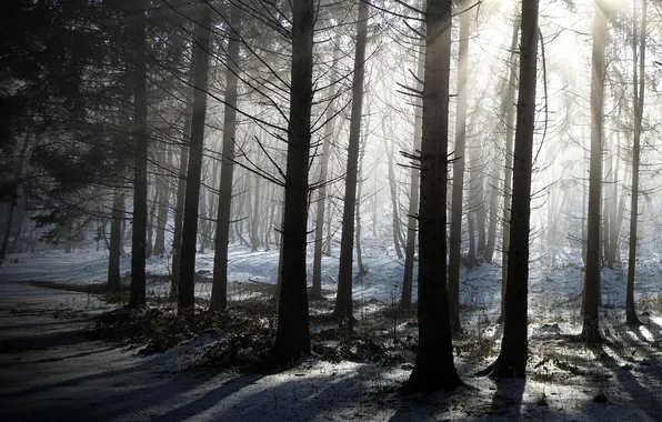 Picture winter, forest, trees, nature