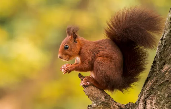 Picture trees, protein, tail, red, animal