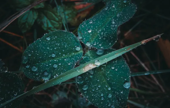 Autumn, grass, drops, macro, rain, clover