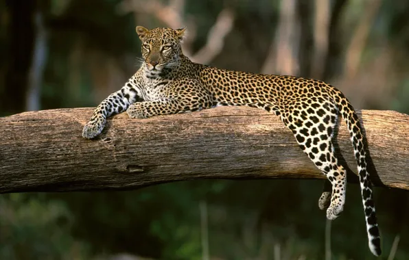Picture stay, Leopard, branch