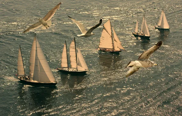 Sea, birds, romance, positive, sails
