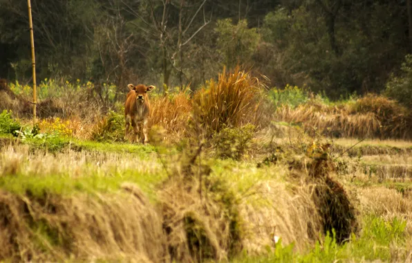 Greens, nature, China, meadow, country, calf