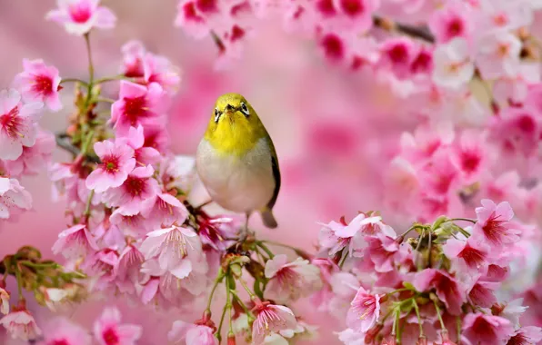 Flowers, tree, spring, Sakura, Bird, pink, Japanese white-eye