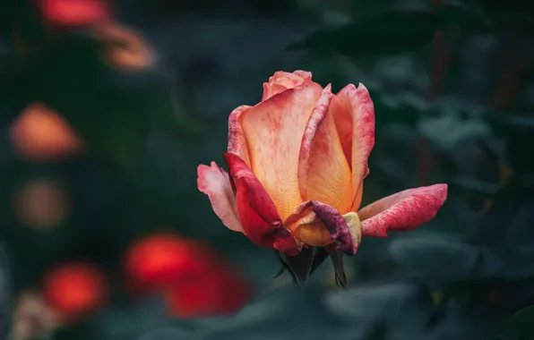 Flowers, roses, beautiful flower, blooming flower