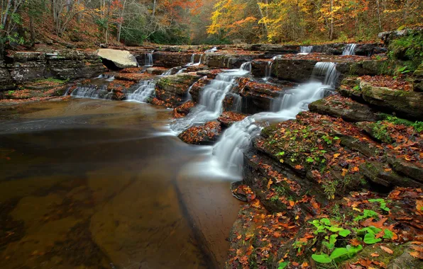 Autumn, forest, leaves, trees, river, stream, waterfall, USA