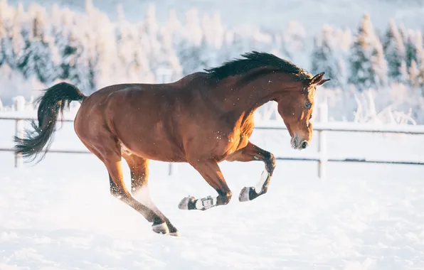 Winter, field, forest, light, snow, nature, horse, jump