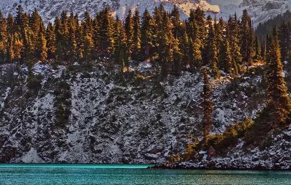 Trees, mountain, North