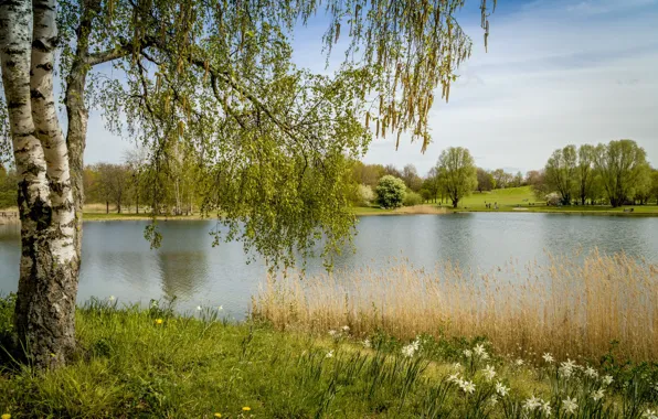 Summer, birch, pond